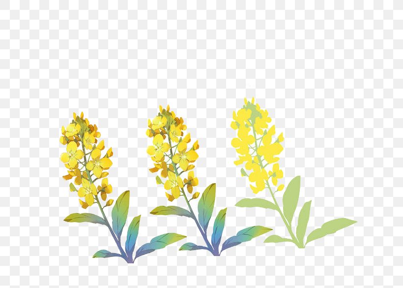 Jasminum Nudiflorum Flowering Tea, PNG, 650x585px, Jasminum Nudiflorum, Branch, Bud, Cut Flowers, Flora Download Free