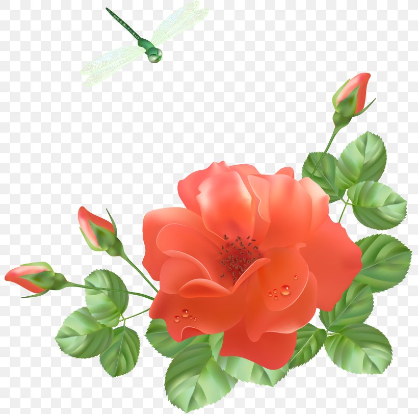 Jubileum, PNG, 803x812px, Jubileum, Annual Plant, Azalea, China Rose, Drawing Download Free