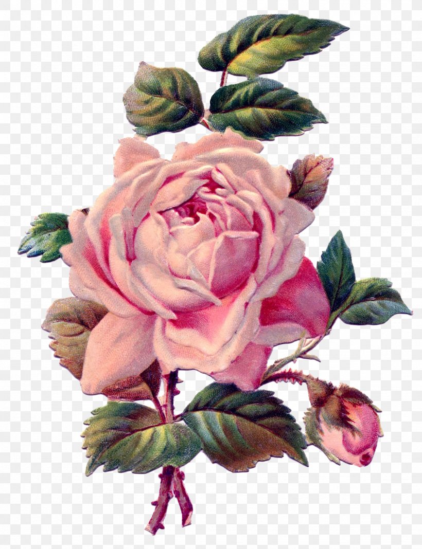 Rose Pink Antique Drawing Clip Art, PNG, 1228x1600px, Rose, Antique, Color, Cut Flowers, Drawing Download Free