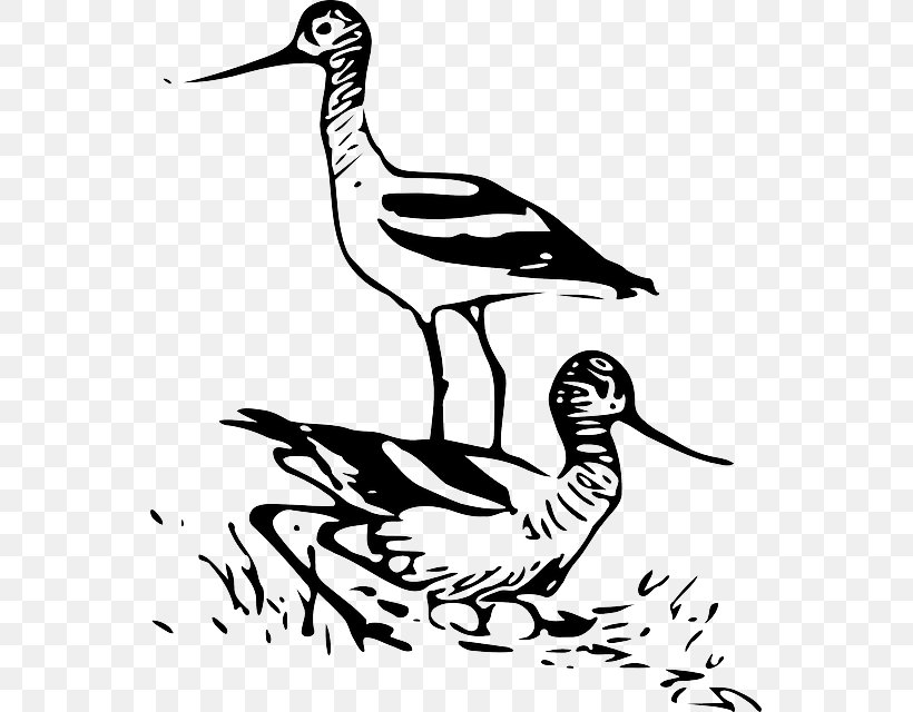 Bird Mute Swan Duck Drawing, PNG, 549x640px, Bird, Animal, Animal Migration, Anseriformes, Art Download Free
