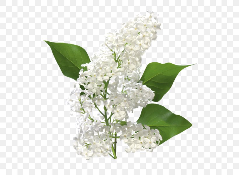 Common Lilac Flower Drawing Clip Art, PNG, 600x600px, Common Lilac, Blue, Branch, Cut Flowers, Drawing Download Free