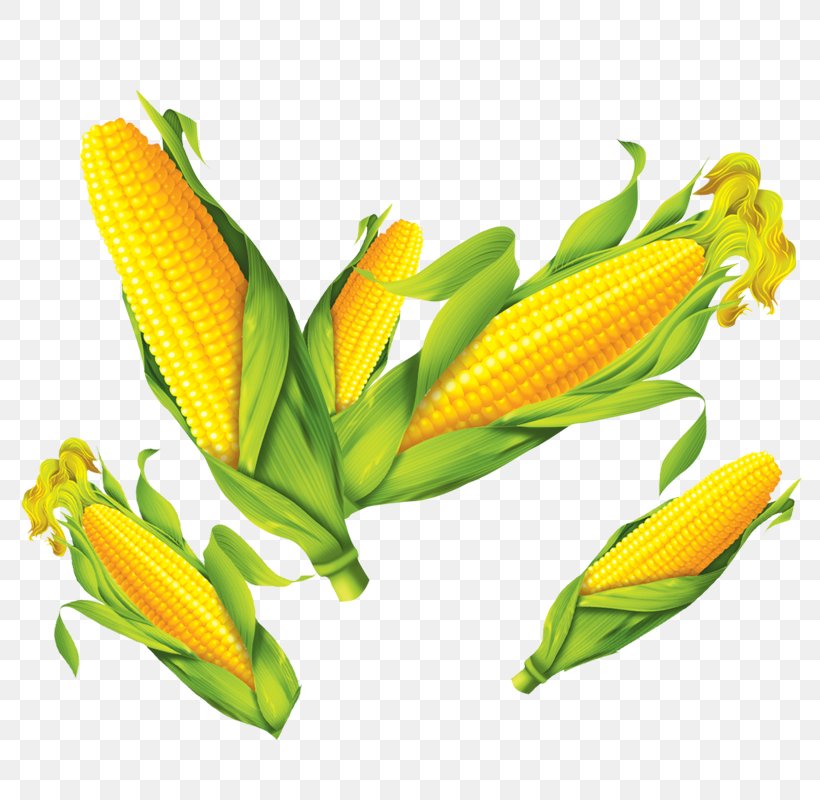 Corn On The Cob Maize Poster, PNG, 800x800px, Corn On The Cob, Banana, Commodity, Flower, Food Download Free