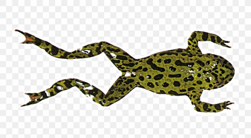 Frog Legs Amphibians Image Toad, PNG, 960x530px, Frog, African Bullfrog, African Dwarf Frog, American Bullfrog, Amphibian Download Free