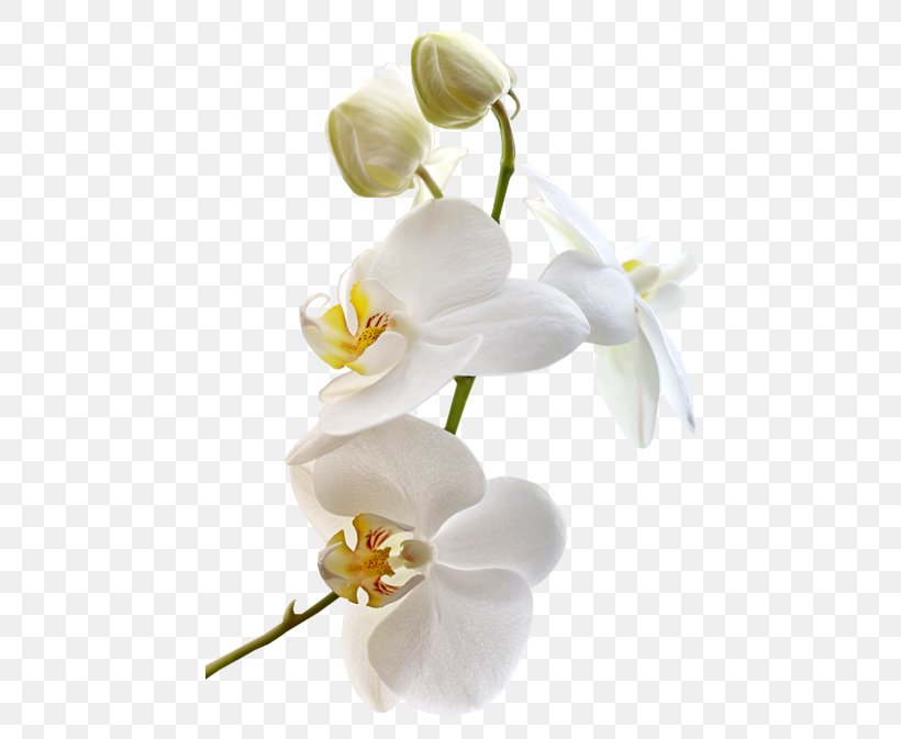 Moth Orchids Cut Flowers Clip Art, PNG, 500x673px, Moth Orchids, Blossom, Branch, Cut Flowers, Flower Download Free