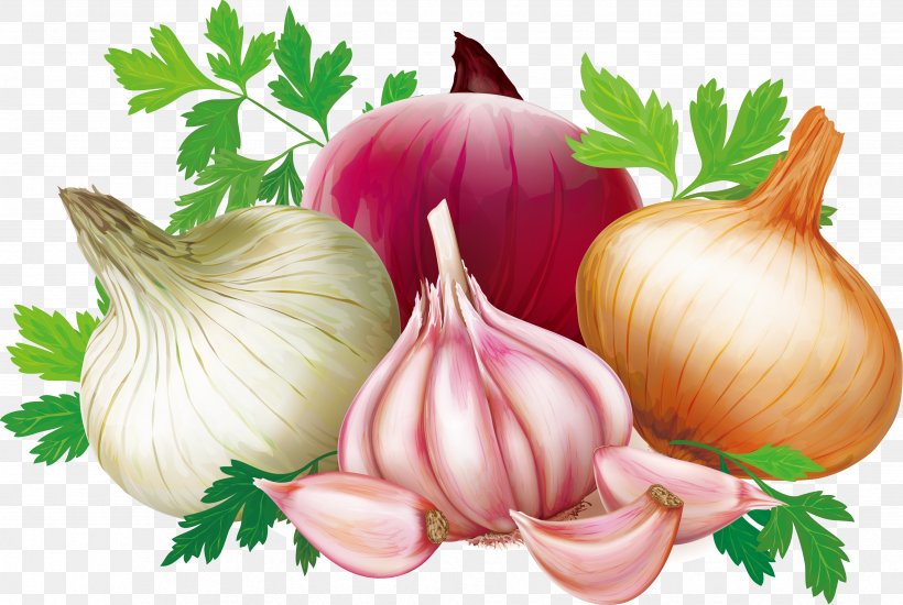 Shallot Quercetin Garlic Illustration, PNG, 3507x2353px, Shallot, Bulb, Food, Garlic, Ingredient Download Free