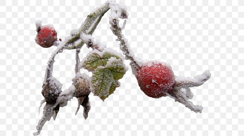 Snow Winter Branch Clip Art, PNG, 600x459px, Snow, Berry, Branch, Fir, Fruit Download Free