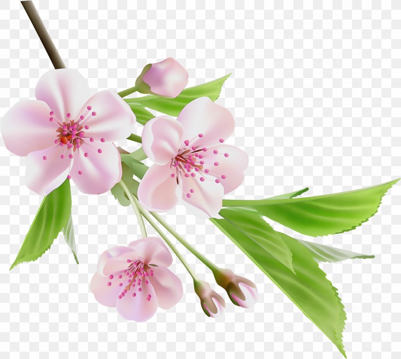 Cherry Blossom, PNG, 3000x2690px, Watercolor, Blossom, Branch, Cherry Blossom, Flower Download Free