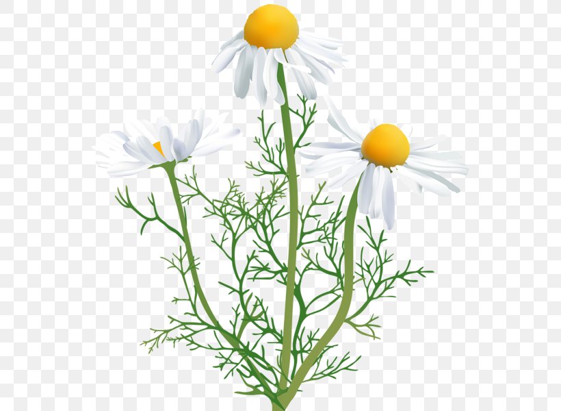 Common Daisy Chamomile Oxeye Daisy Clip Art, PNG, 567x600px, Common Daisy, Aster, Chamaemelum Nobile, Chamomile, Chrysanths Download Free