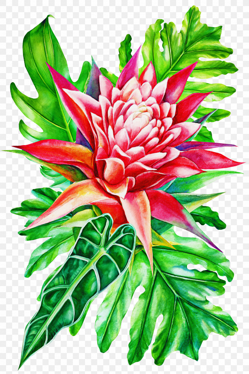 Flower Plant Protea Red Ginger Petal, PNG, 2000x2999px, Flower, Cut Flowers, Petal, Plant, Protea Download Free