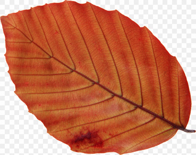 Photography Leaf Tree, PNG, 1200x947px, Photography, Autumn, Beech, Getty Images, Leaf Download Free
