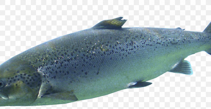 Salmon Oily Fish Cod Trout, PNG, 1170x610px, Salmon, Aquatic Animal, Bony Fish, Cod, Fauna Download Free