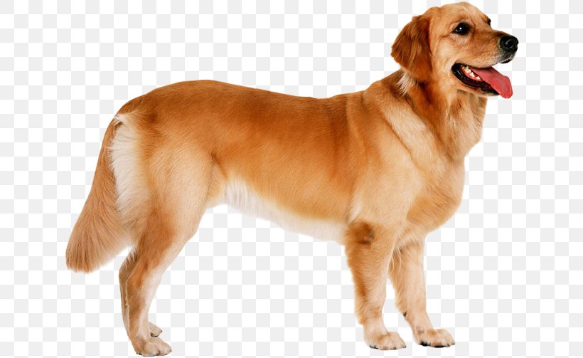 The Golden Retriever Puppy Dog Breed, PNG, 640x503px, Golden Retriever, Ancient Dog Breeds, Breed, Canidae, Carnivoran Download Free