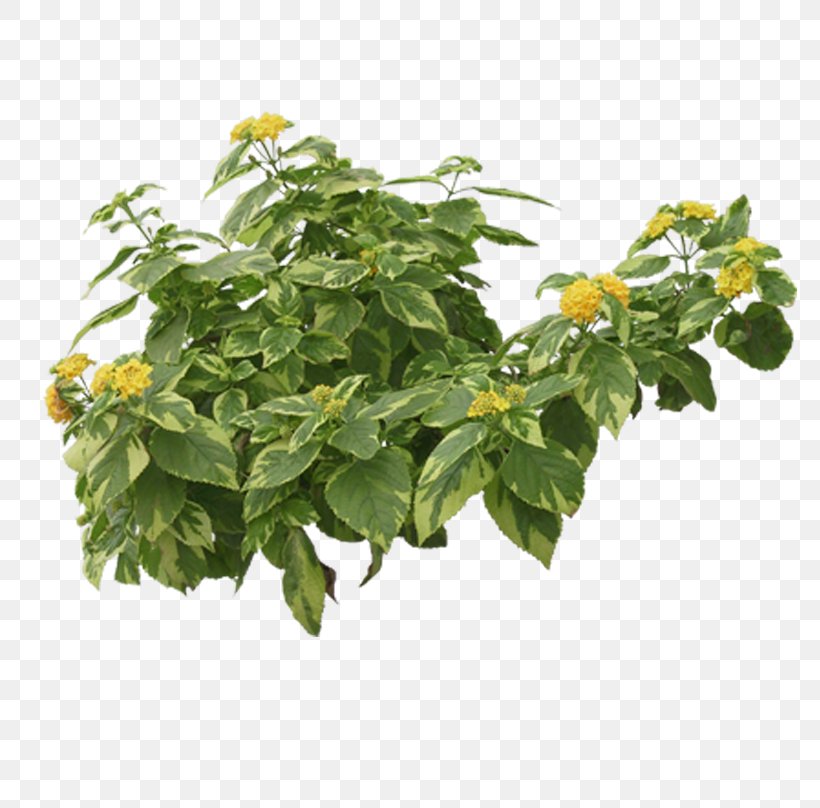 Tropical Plants, PNG, 784x808px, Flower, Computer Graphics, Flowerpot, Herb, Leaf Download Free