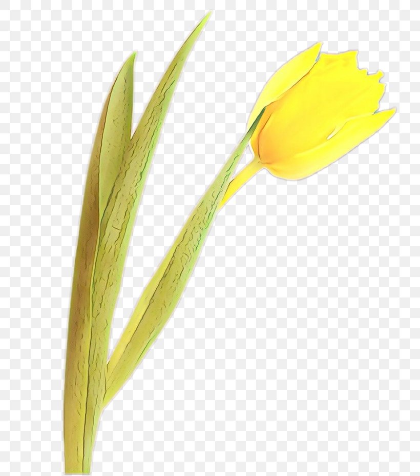 Yellow Flower Plant Tulip Pedicel, PNG, 794x928px, Cartoon, Bud, Flower, Lily Family, Pedicel Download Free