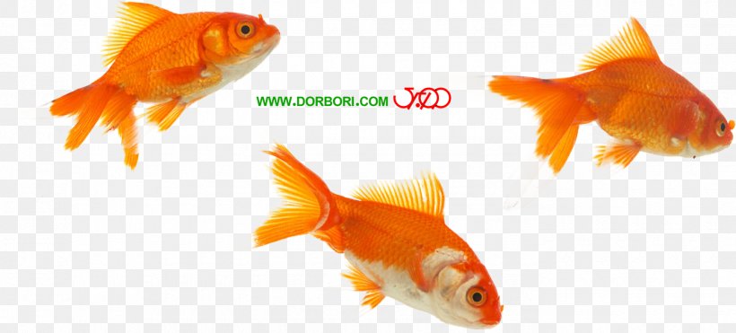 Goldfish Koi Feeder Fish Fin, PNG, 1390x629px, Goldfish, Animal, Blue, Bony Fish, Child Download Free