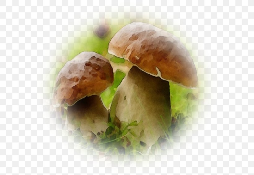 Mushroom Cartoon, PNG, 600x565px, Watercolor, Agaricus, Champignon Mushroom, Cuisine, Dish Download Free