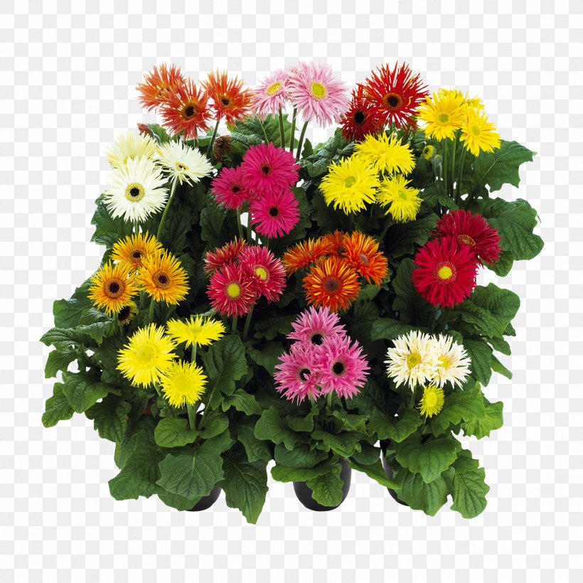 Transvaal Daisy Cut Flowers Floral Design פרחי עד עד, PNG, 1772x1772px, Transvaal Daisy, Annual Plant, Aster, Chrysanthemum, Chrysanths Download Free