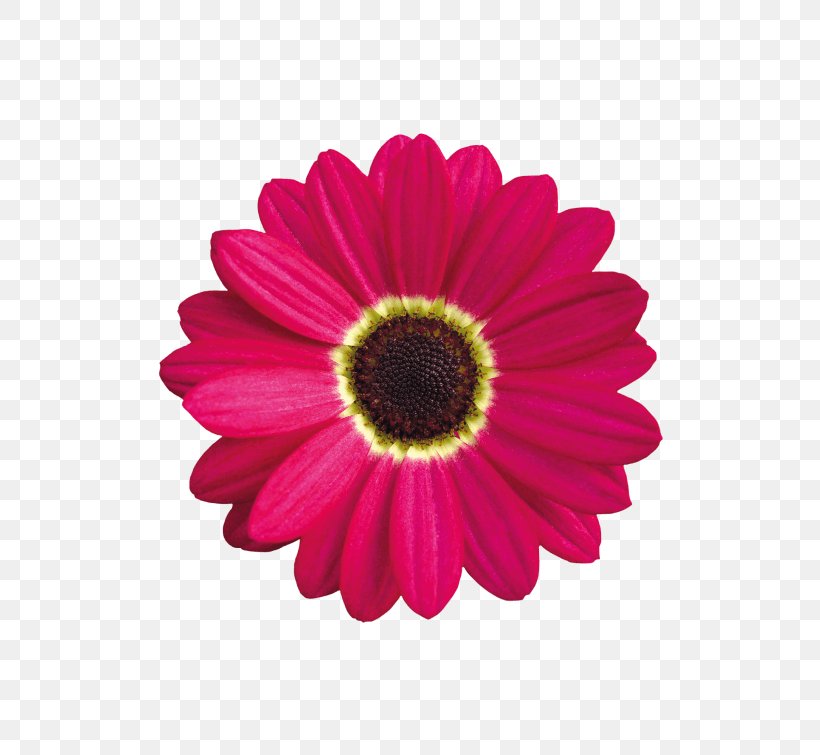 Vector Graphics Illustration Image Clip Art Royalty-free, PNG, 600x755px, Royaltyfree, Chrysanths, Cut Flowers, Daisy Family, Drawing Download Free