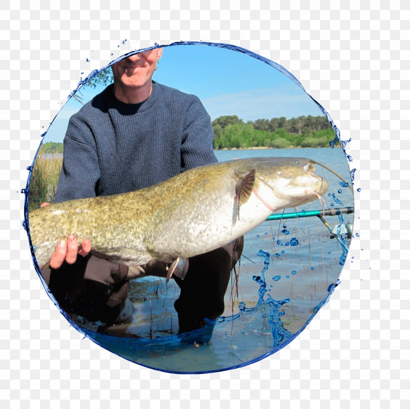 09777 Salmon Fishing Trout Carp, PNG, 1600x1599px, Salmon, Carp, Fish, Fishing, Trout Download Free