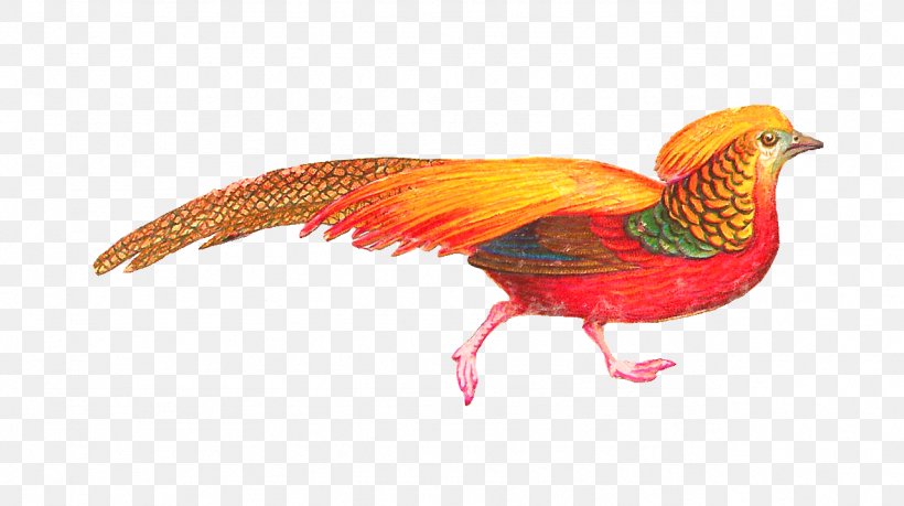 Bird Clip Art, PNG, 1281x718px, Bird, Beak, Bird Flight, Blog, Chicken ...