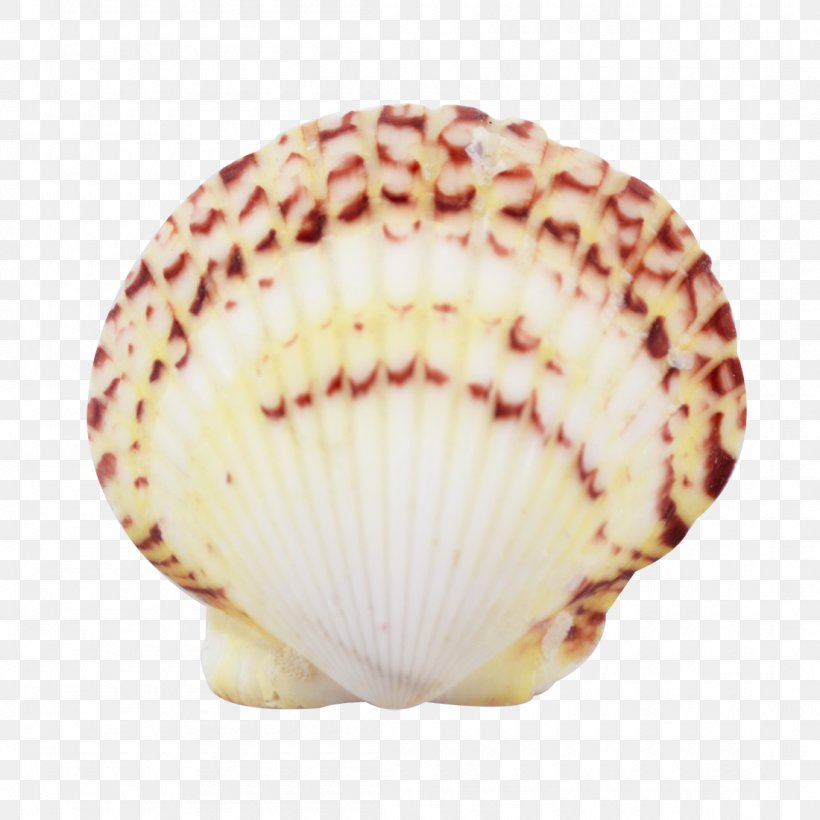 Cockle Conchology Seashell Scallop Florida, PNG, 1100x1100px, Cockle, Clams Oysters Mussels And Scallops, Conchology, Craft, Florida Download Free