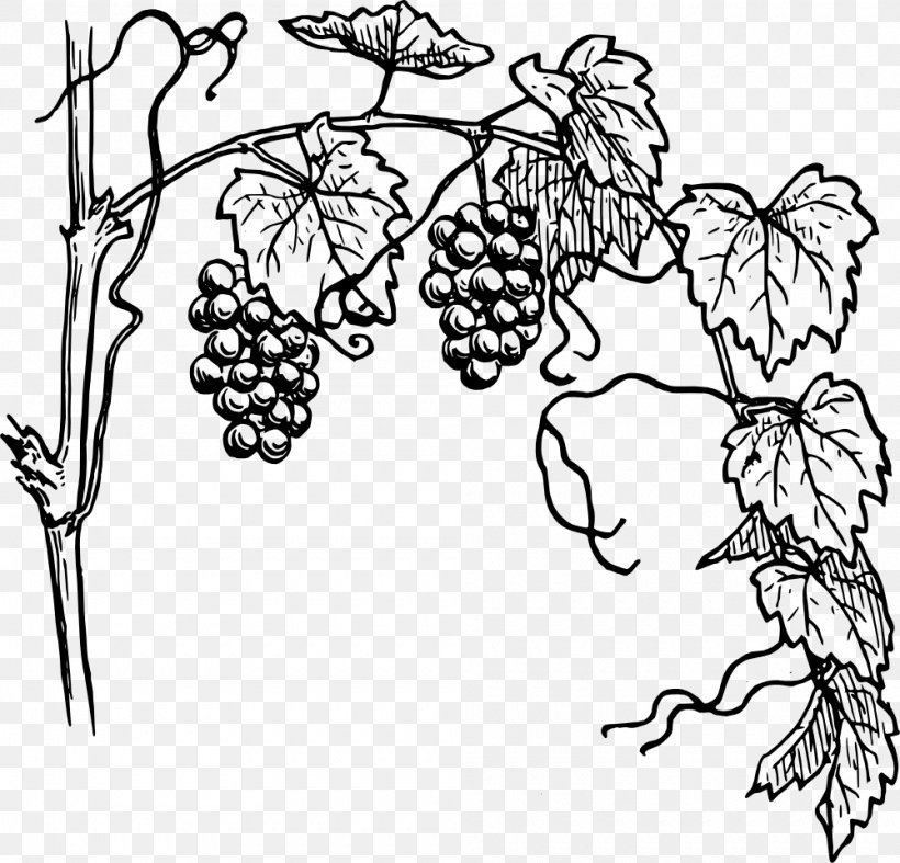 Common Grape Vine Drawing Wine Clip Art, PNG, 1000x960px, Common Grape Vine, Art, Black And White, Branch, Coloring Book Download Free
