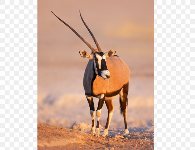 Gemsbok Namibia Springbok Gazelle Antelope, PNG, 900x696px, Gemsbok, Antelope, Chair, Cow Goat Family, Fauna Download Free