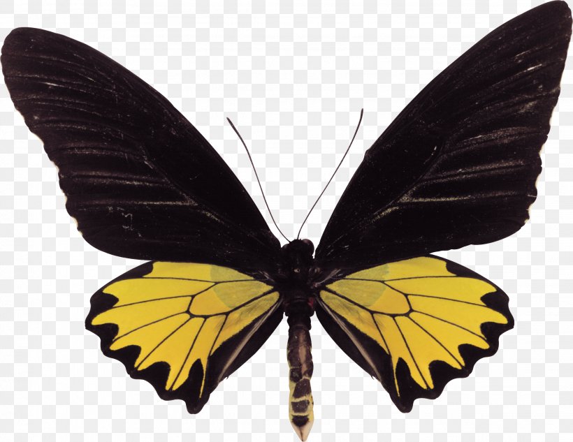 Swallowtail Butterfly Troides Helena Birdwing, PNG, 2236x1727px, Butterfly, Aristolochia, Arthropod, Birdwing, Brush Footed Butterfly Download Free