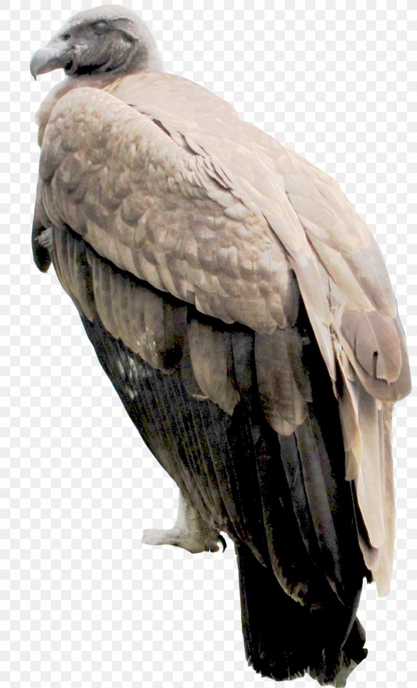 Bald Eagle Buzzard Vulture Hawk Beak, PNG, 943x1556px, Bald Eagle, Accipitriformes, Beak, Bird, Bird Of Prey Download Free