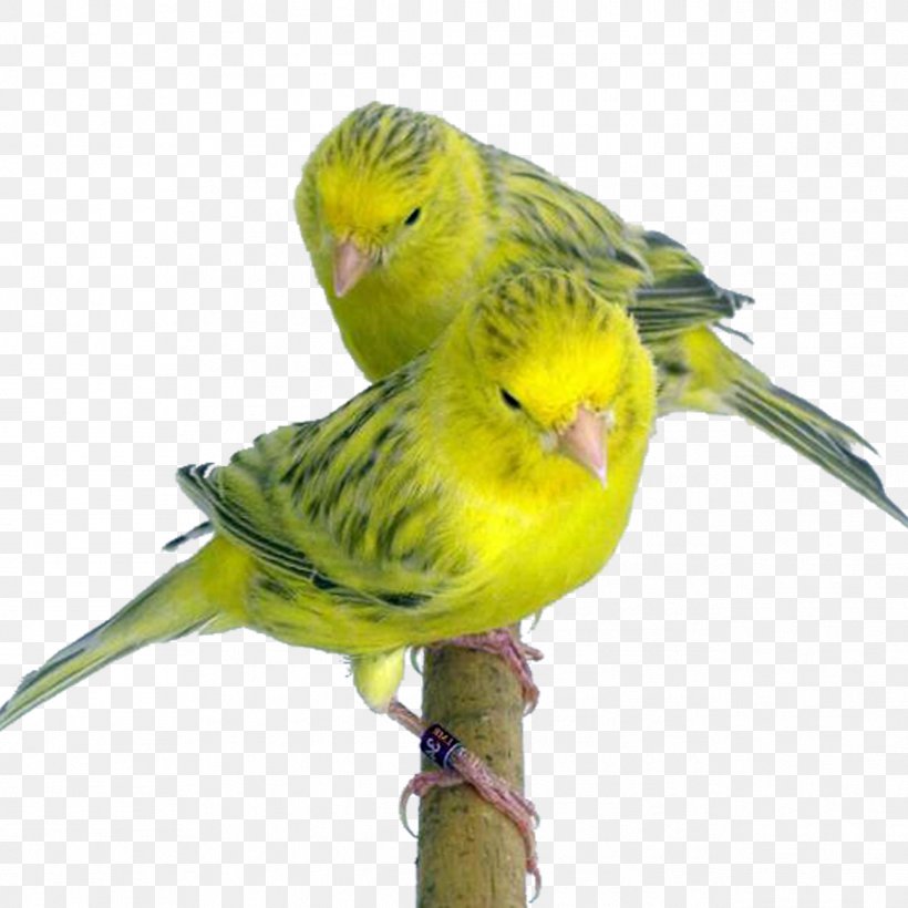 Budgerigar Domestic Canary Yellow Topaz Red, PNG, 1293x1293px, Budgerigar, Agate, Beak, Bird, Bird Supply Download Free