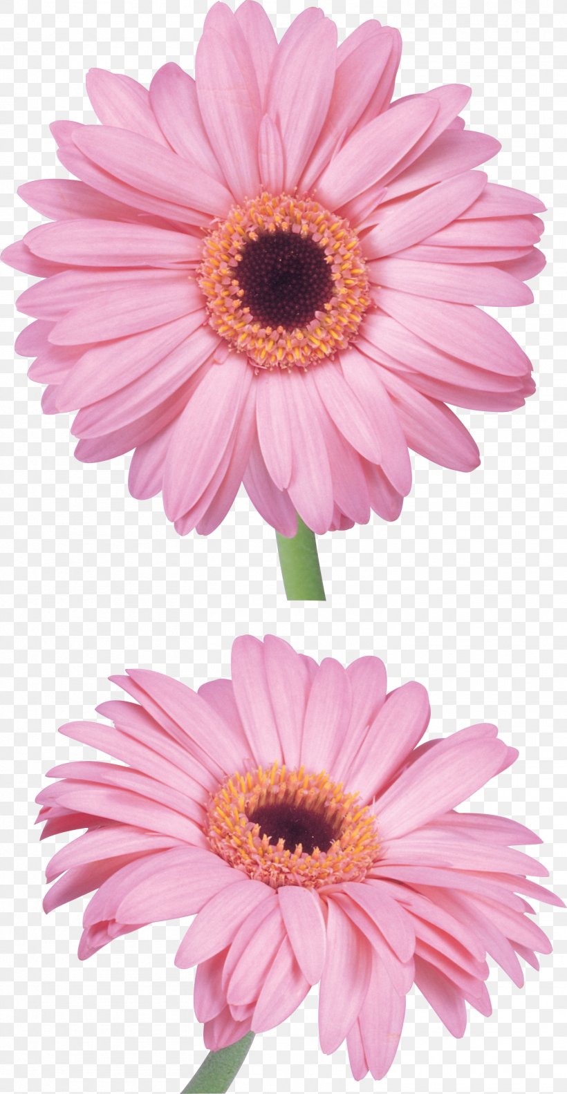 Flower Pink Clip Art, PNG, 1514x2924px, Flower, Annual Plant, Aster, Chrysanths, Common Sunflower Download Free