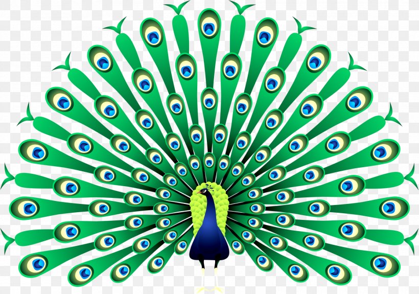 Peafowl Clip Art, PNG, 1525x1071px, Peafowl, Art, Beak, Decorative Fan, Feather Download Free