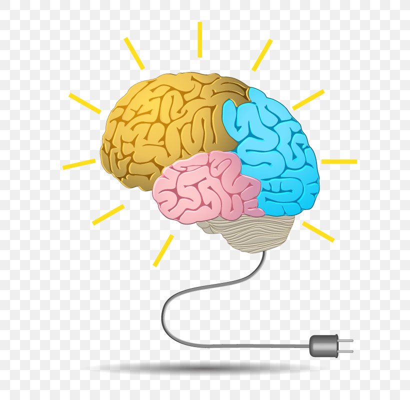 Short-term Memory Brain Cognitive Training Long-term Memory, PNG, 800x800px, Watercolor, Cartoon, Flower, Frame, Heart Download Free