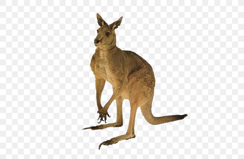 Australia Cat Red Kangaroo Tail, PNG, 545x535px, Australia, Animal, Cat, Fauna, Gestation Period Download Free
