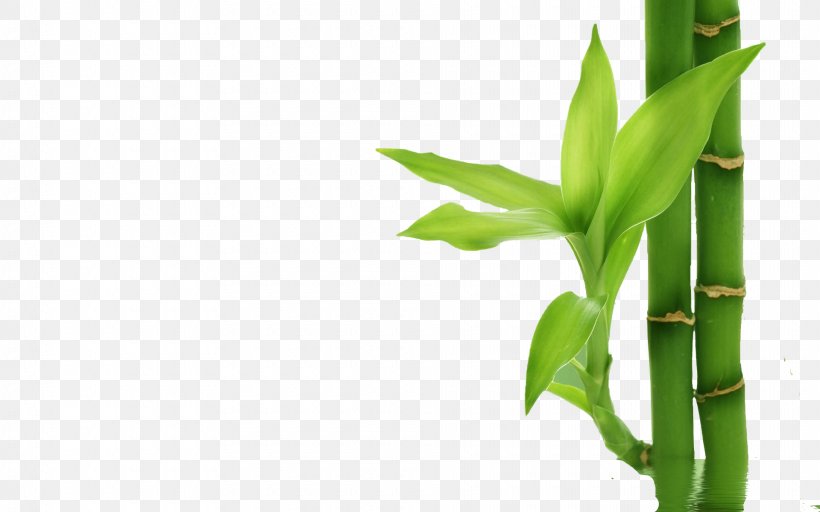 Bamboo Textile Plant Stem Bamboe, PNG, 1920x1200px, Bamboo, Bamboe, Bamboo Textile, Commodity, Grass Download Free