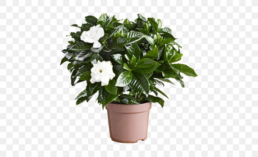 Flower Flowering Plant Plant Flowerpot Gardenia, PNG, 500x500px, Flower, Anthurium, Flowering Plant, Flowerpot, Gardenia Download Free