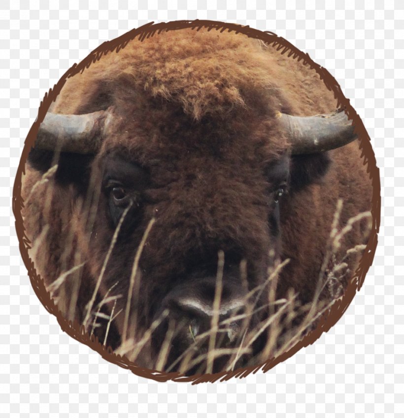 Bison Winter Hibernation Terrestrial Animal, PNG, 945x980px, Bison, Animal, Beauty, Cattle Like Mammal, Food Download Free