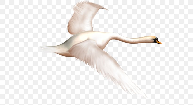 Duck Mute Swan Bird Goose, PNG, 600x446px, Duck, Beak, Bird, Black Swan, Cygnini Download Free
