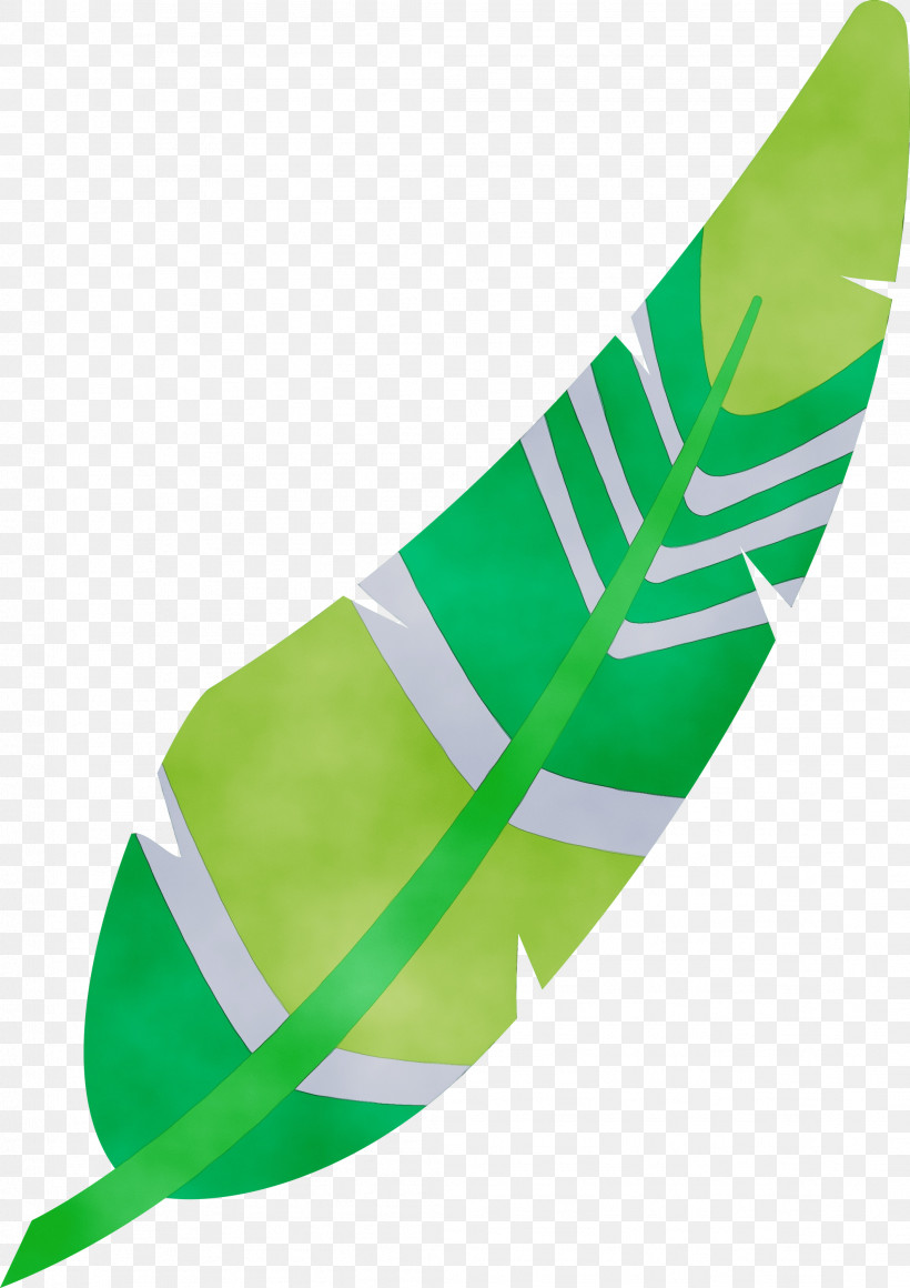 Leaf Green Shoe Plant Structure Biology, PNG, 2119x3000px, Cartoon Feather, Biology, Green, Leaf, Paint Download Free