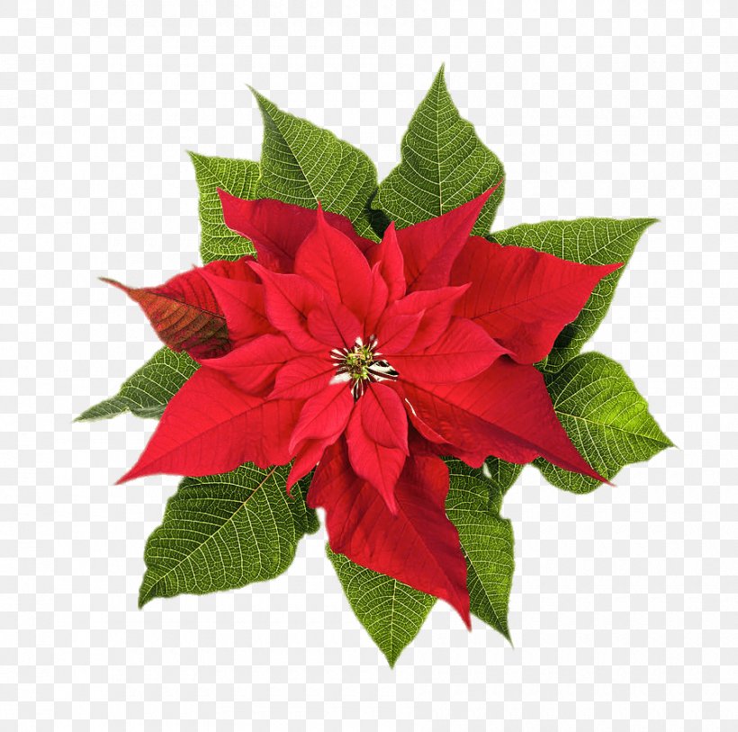 Poinsettia Christmas Plants Stock Photography Flower, PNG, 900x894px, Poinsettia, Can Stock Photo, Christmas, Christmas Plants, Color Download Free