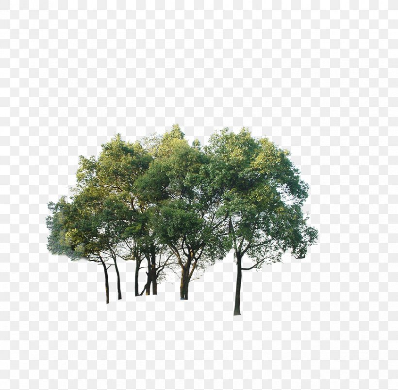 Tree Watermark Download, PNG, 868x850px, Tree, Branch, Google Images, Grass, Leaf Download Free