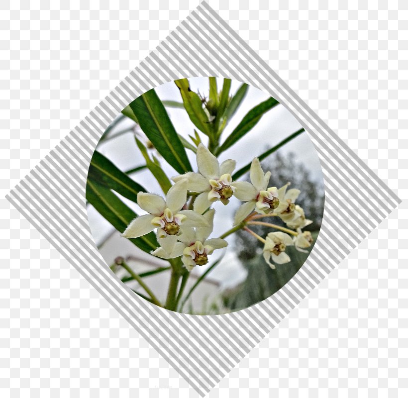 Floral Design Cut Flowers Flower Bouquet, PNG, 800x800px, Floral Design, Cut Flowers, Flower, Flower Arranging, Flower Bouquet Download Free