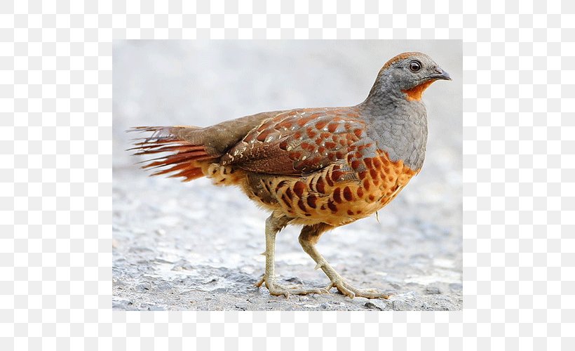 Mountain Bamboo Partridge Pheasant Bird Perdix, PNG, 500x500px, Partridge, Beak, Bird, Fauna, Feather Download Free