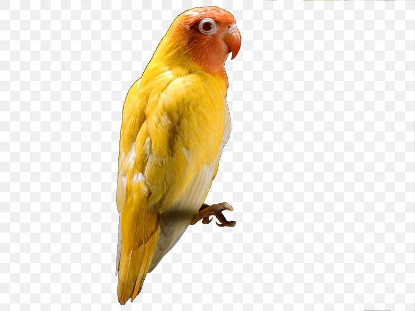 Budgerigar Red-headed Lovebird Parrot, PNG, 1600x1200px, Budgerigar, Beak, Bird, Common Pet Parakeet, Fauna Download Free