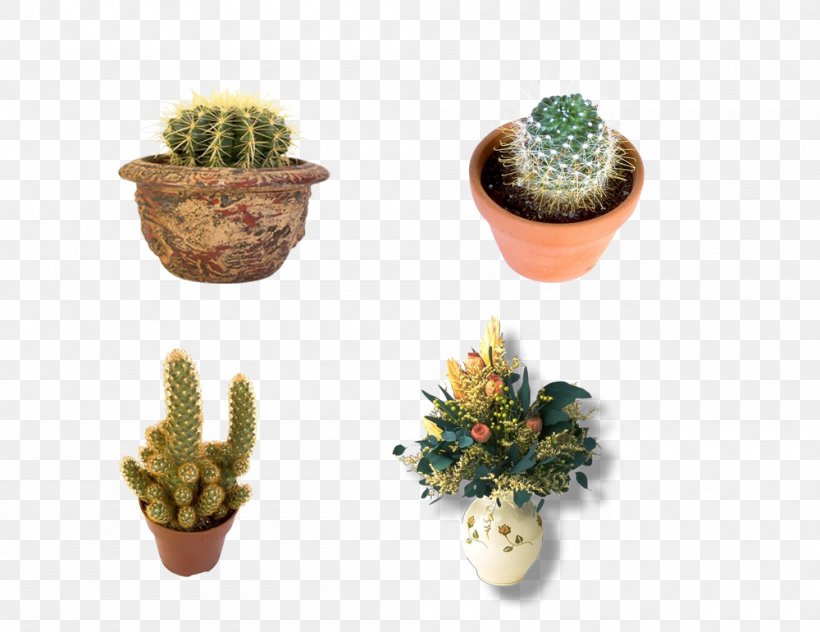 Cactaceae Flowerpot Bonsai Download, PNG, 1000x771px, Cactaceae, Bonsai, Cactus, Caryophyllales, Ceramic Download Free