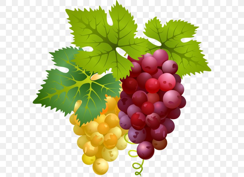 Divertimento Grape Neue Mozart-Ausgabe, PNG, 600x594px, Divertimento, D Major, Flowering Plant, Food, Fruit Download Free
