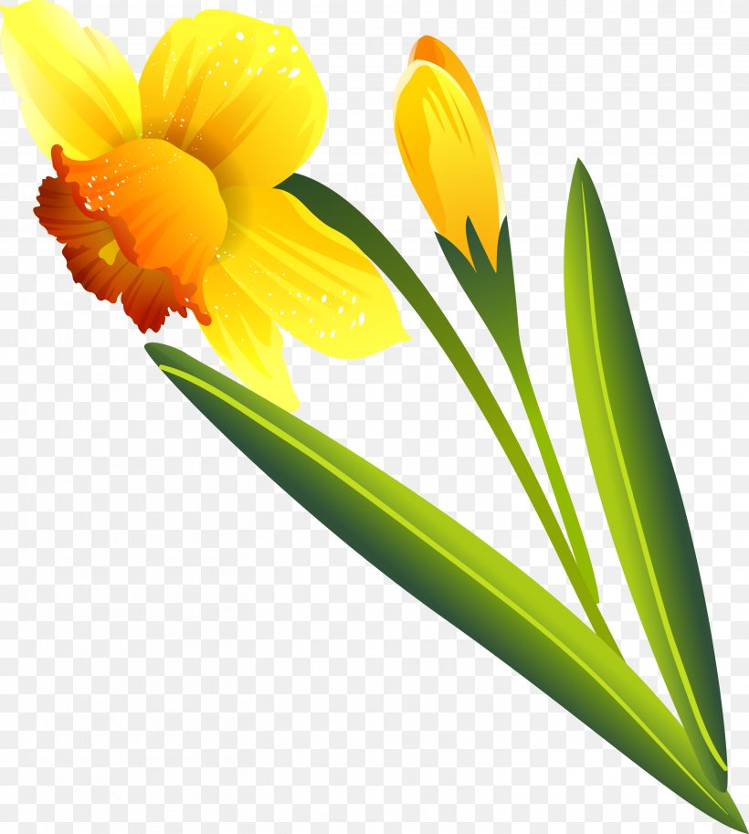 Flower .ru Narcissus .li Petal, PNG, 3021x3366px, Flower, Archive File, Flowering Plant, Liveinternet, Narcissus Download Free