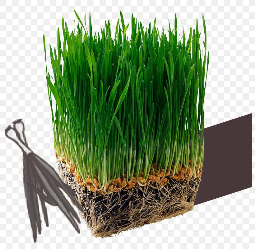 Juice Organic Food Barley Wheatgrass Grasses, PNG, 800x800px, Juice, Barley, Commodity, Extract, Flowerpot Download Free