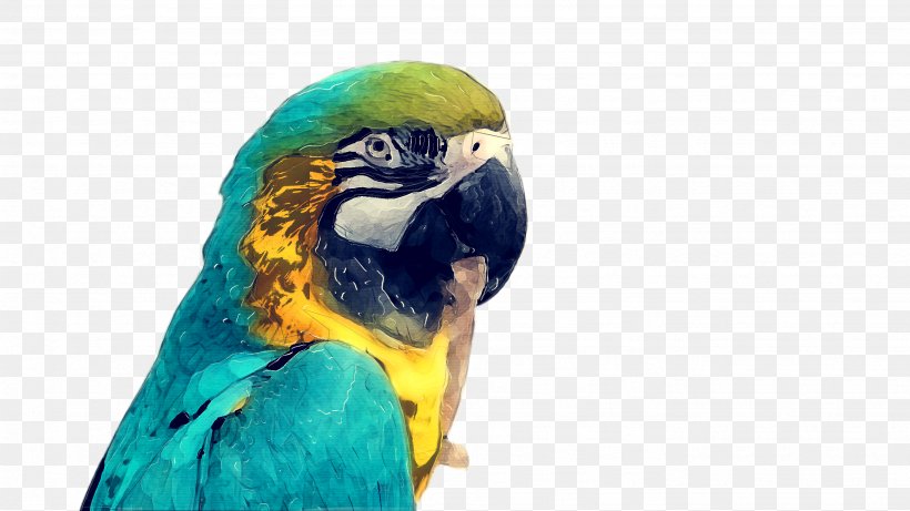 Bird Parrot, PNG, 2668x1500px, Macaw, Adaptation, Beak, Bird, Budgie Download Free