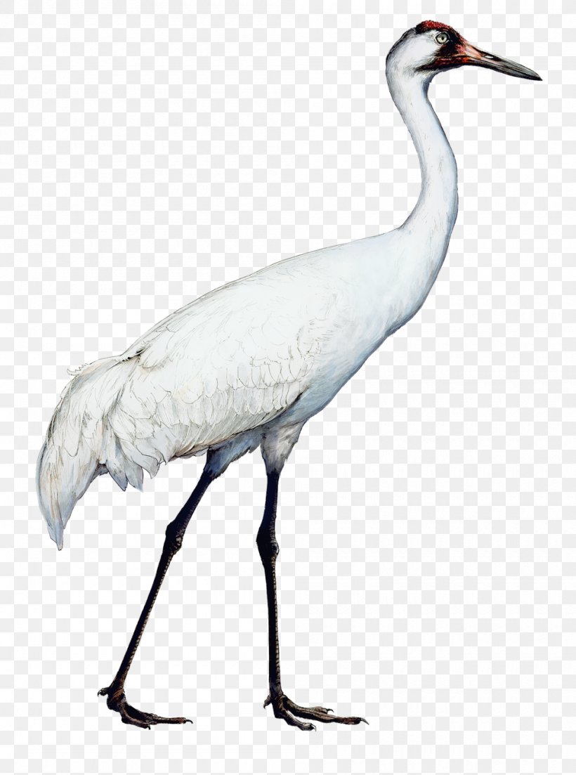 Crane Bird, PNG, 1000x1346px, Beak, Animal, Bird, Crane, Cranelike Bird Download Free